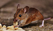 24 Hour & Emergency Exterminators in Stouchsburg, PA